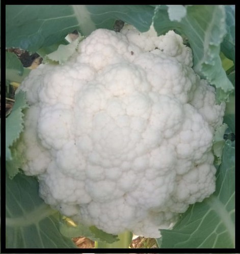 White Cauliflower F1-Myra-50