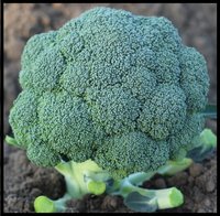 Broccoli F1-Lovely-701