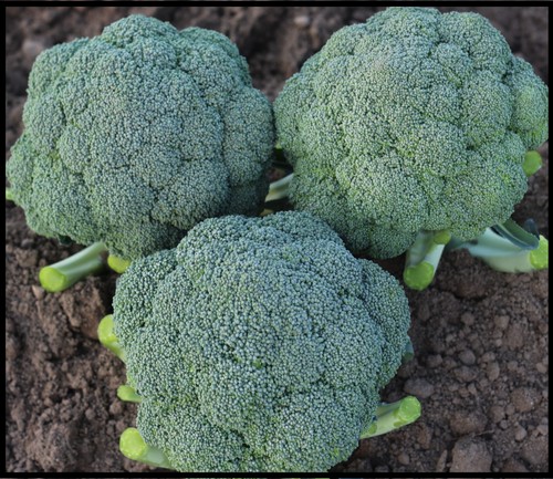 Broccoli F1-RSB-2652   (GOLDY)