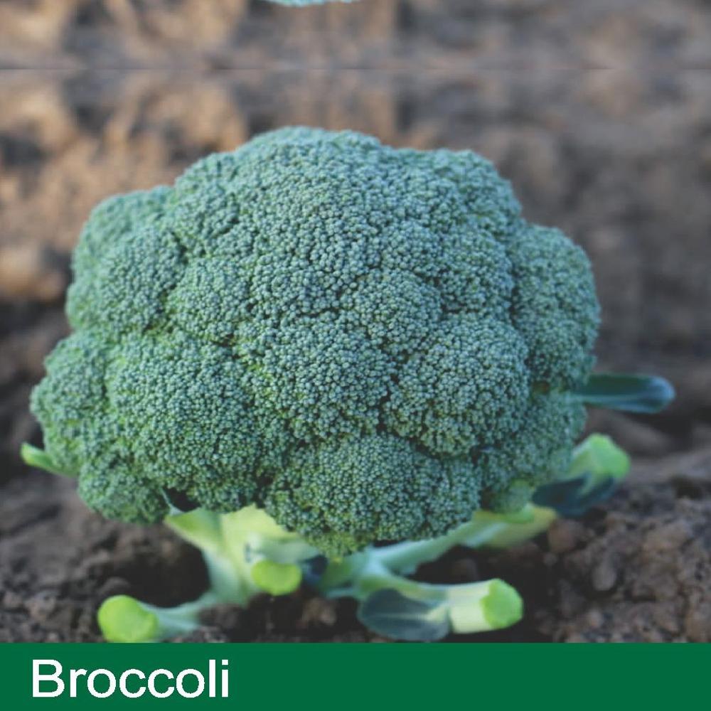 BROCCOLI SEEDS
