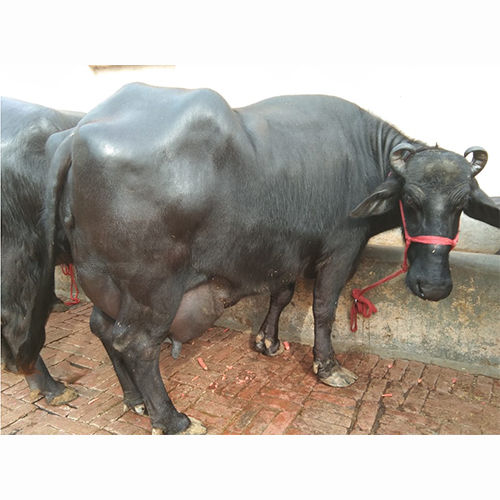 Murrah Buffalo Supplier, HF Cow Trader, Dealer in Kurukshetra, Haryana ...