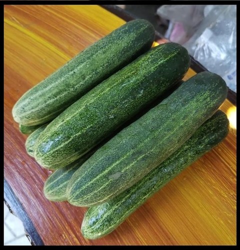 Cucumber F1-ARAV