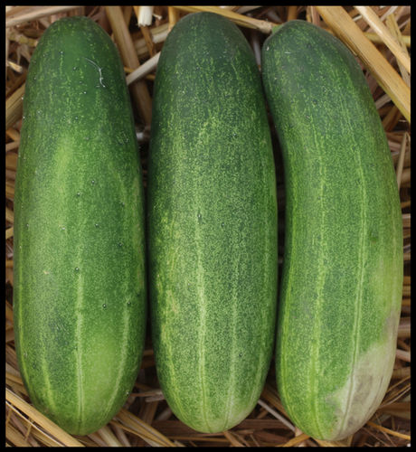 Cucumber F1-ASSAMI