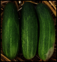 Cucumber F1-ASSAMI