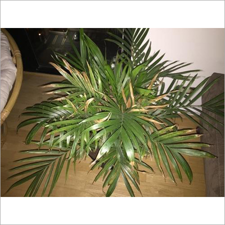 Refix Palm Houseplants
