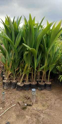 Thai Coconut Plant