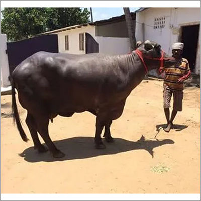 Black Murrah Buffalo