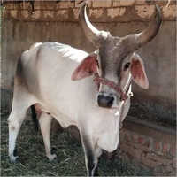 Vaca de Kankrej