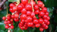 Schisandra Berry Extract