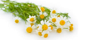Chamomile Flowers Extract