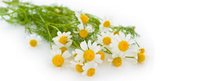 Chamomile Flowers Extract