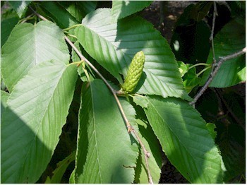 Betula Lenta Oil