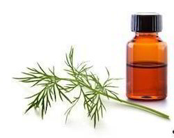 Anethum Graveolens Oil