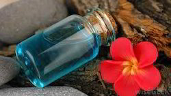 German Chamomile Oil