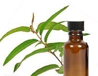 Eucalyptus Citriodora Oil