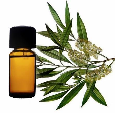 Melaleuca Cajeputi Oil