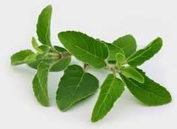 Basil Extract
