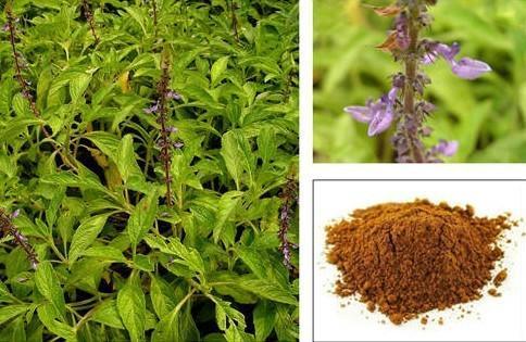 Coleus Forskholii Extract ( Coleus By KUBER IMPEX LTD.