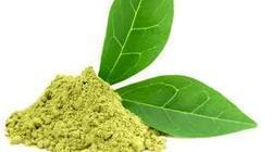 Natural Caffeine Extract ( Camellia Sinensis By KUBER IMPEX LTD.