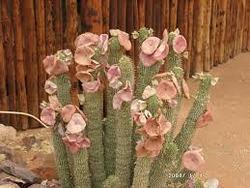 Hoodia Gordonii Hoodia Gordonii