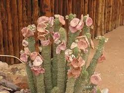 Hoodia Gordonii