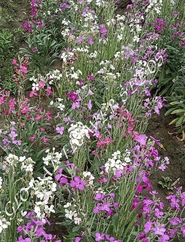 Matthiola Dwarf Ten Week Mix