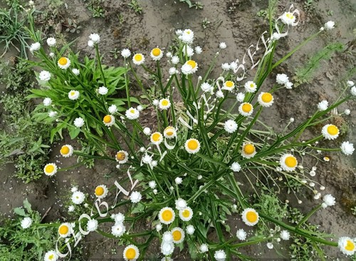 Ammobium Alatum White
