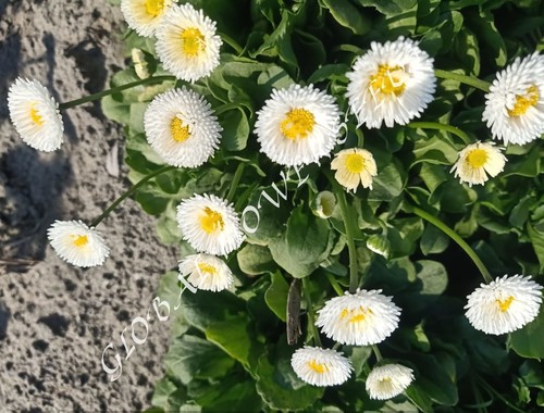 Bellis Perennis Pomponette White