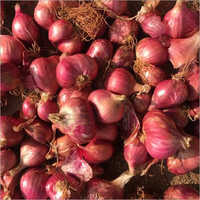 Shallots Onion