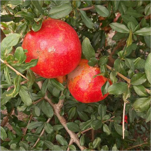 Fresh Pomegranate By PATEL EXPORT INDUSTRIES