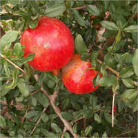 Fruits Juice