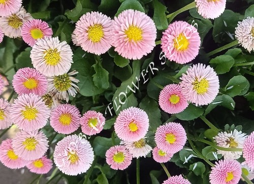 Bellis Perennis Pomponette Rose
