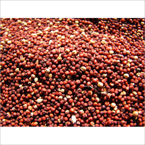 Fresh Ragi Seeds