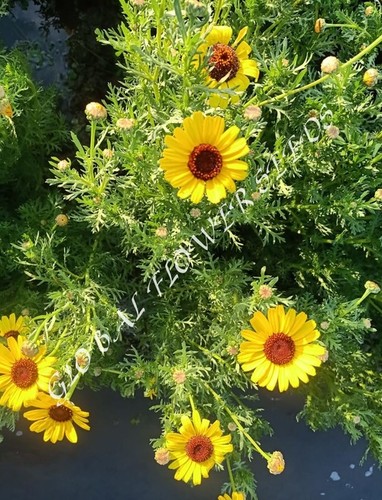 Chrysanth Segetum Eldorado