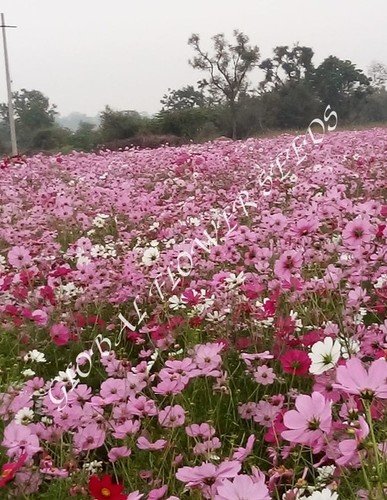 Cosmos Bipinnatus, Cosmos Sensation Mix