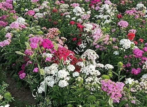 Dianthus Barbatus Mixture,Tall,Annual
