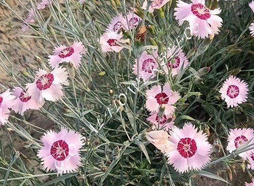 Dianthus Plumarius Single Mix