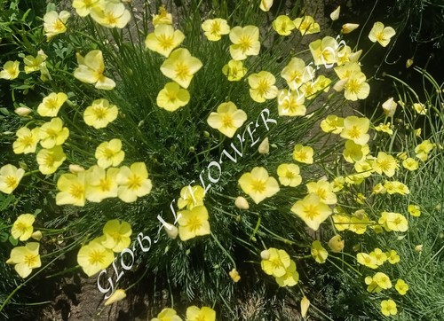 Eschscholzia Caespitosa
