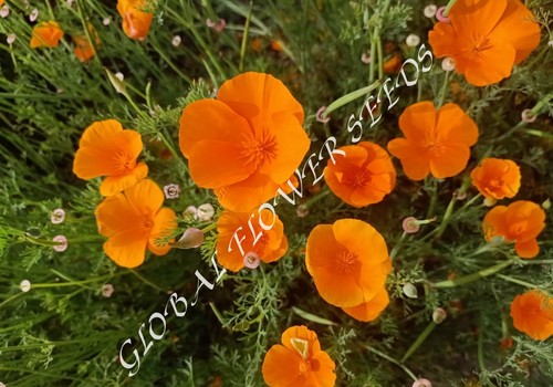Eschscholzia Californica Orange