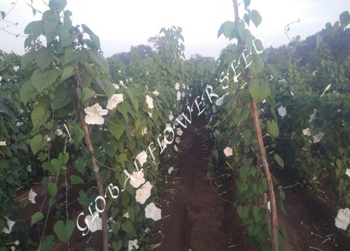 Ipomoea Alba Moonflower