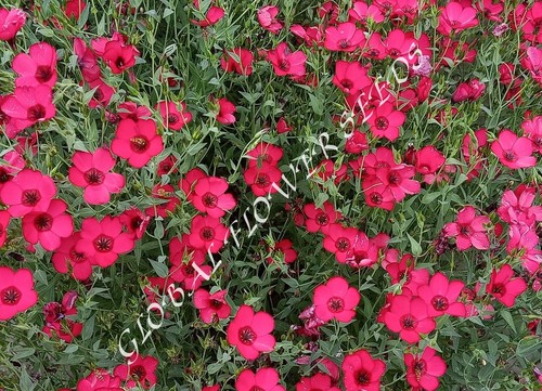 Linum Red