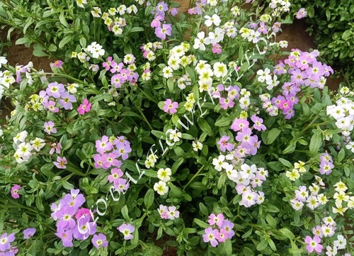 Malcolmia Maritima