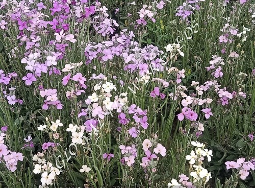 Matthiola Incana Giant Imperial Mix