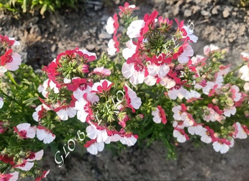 Nemesia Strumosa Compact Red And White