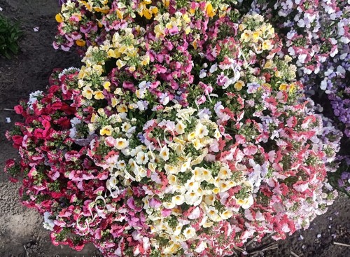 Nemesia Strumosa Triumph Mix