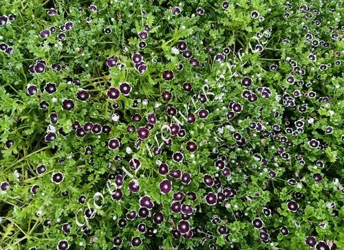 Nemophila Discoidalis Penny Black