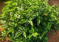 Ocimum Basilicum Genovese Ka Green