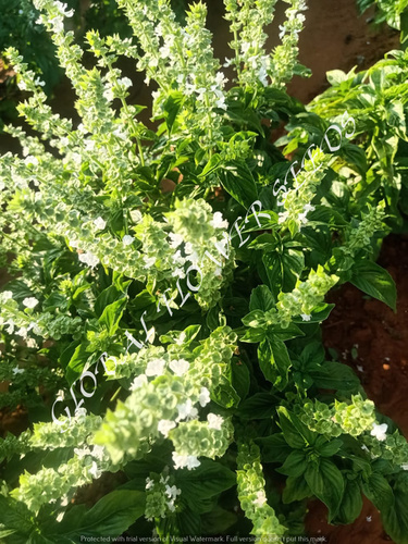Ocimum Basilicum Palla Compatto