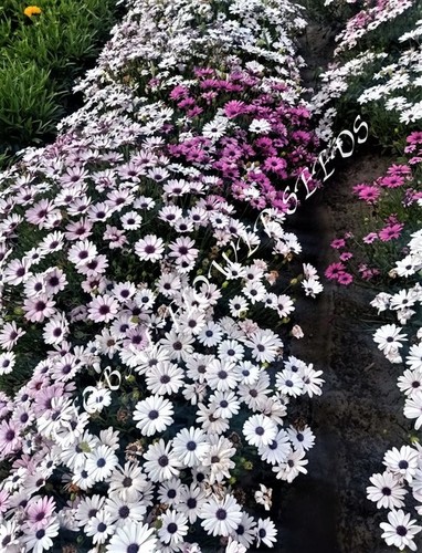 Osteospermum Eclonis Mix
