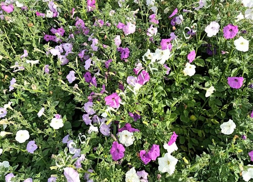 Petunia Nc Mix